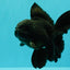 A Grade Black Oranda Male 5 inches #102326OR_13