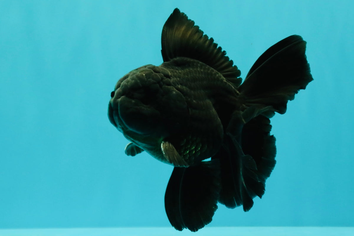 A Grade Black Oranda Male 5 inches #102326OR_13
