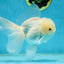 AAA Grade Snow White Oranda Male 5.5-6 inches #062725OR_20
