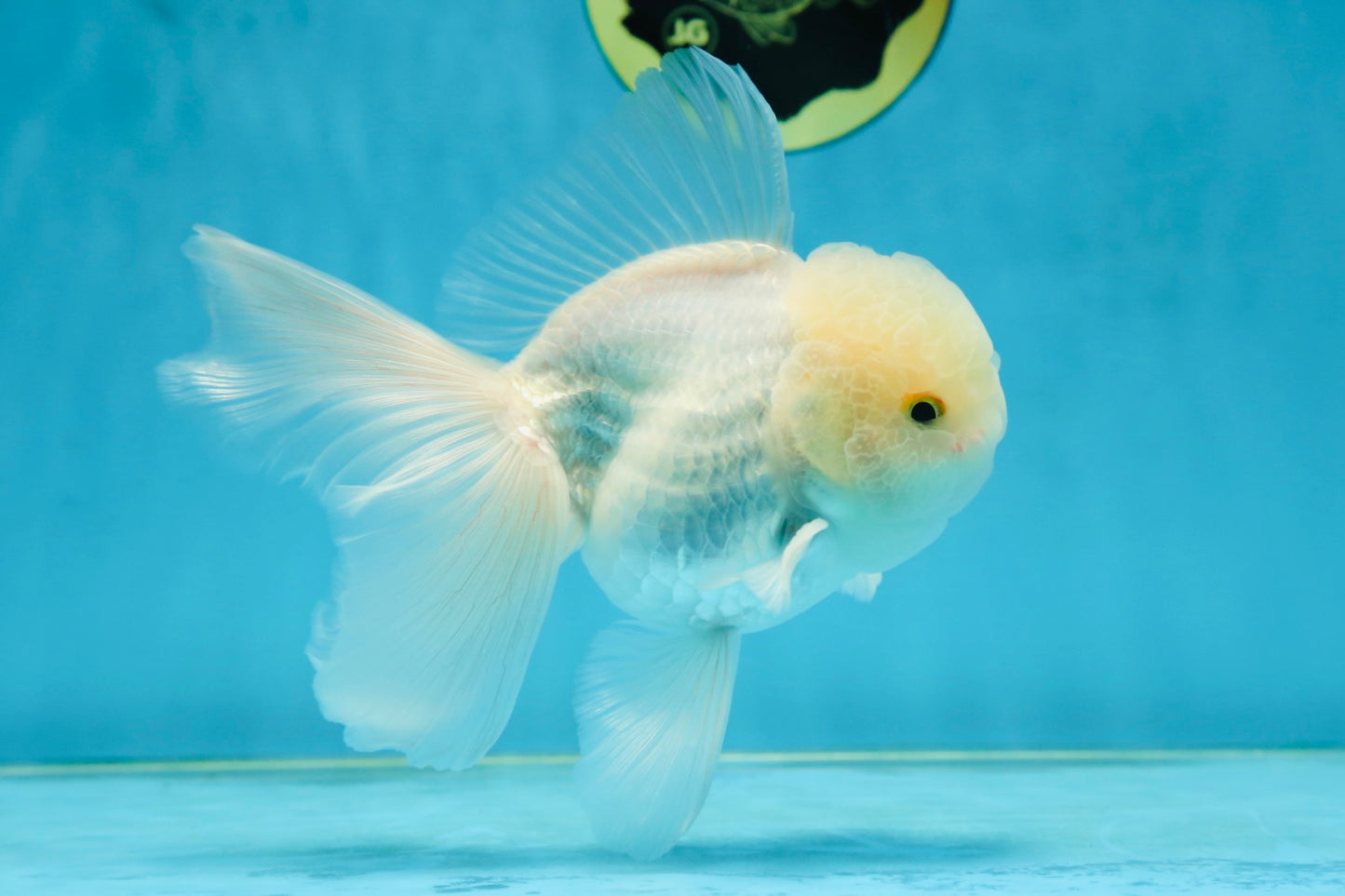 AAA Grade Snow White Oranda Male 5.5-6 inches #062725OR_20