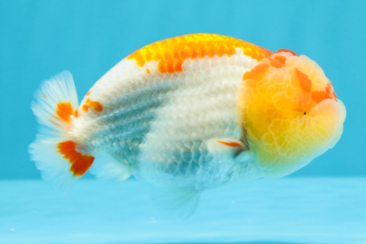 A Grade Kohaku Red White LionKing 4-4.5 inches #022026LC_17