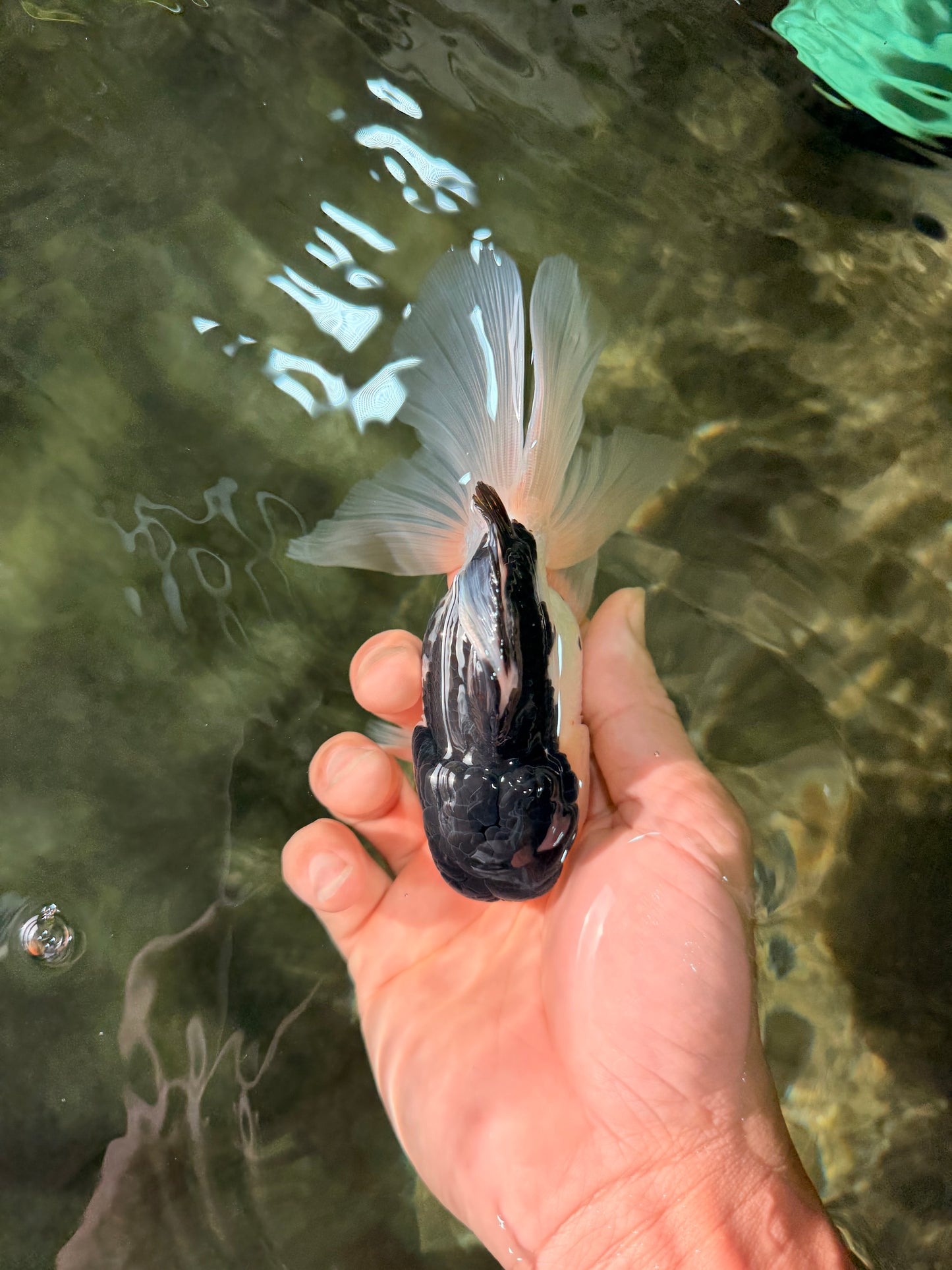 Panda Oranda Male 5 inches #031326OR_29