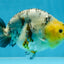 SPECIAL AAA Grade Chinese White Tiger Base Ranchu Female 4.5 inches #101725RC_20