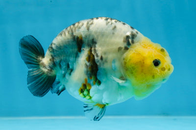 SPECIAL AAA Grade Chinese White Tiger Base Ranchu Female 4.5 inches #101725RC_20