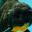 AAA Grade Kirin Oranda Male 6.5 inches #070626OR_14