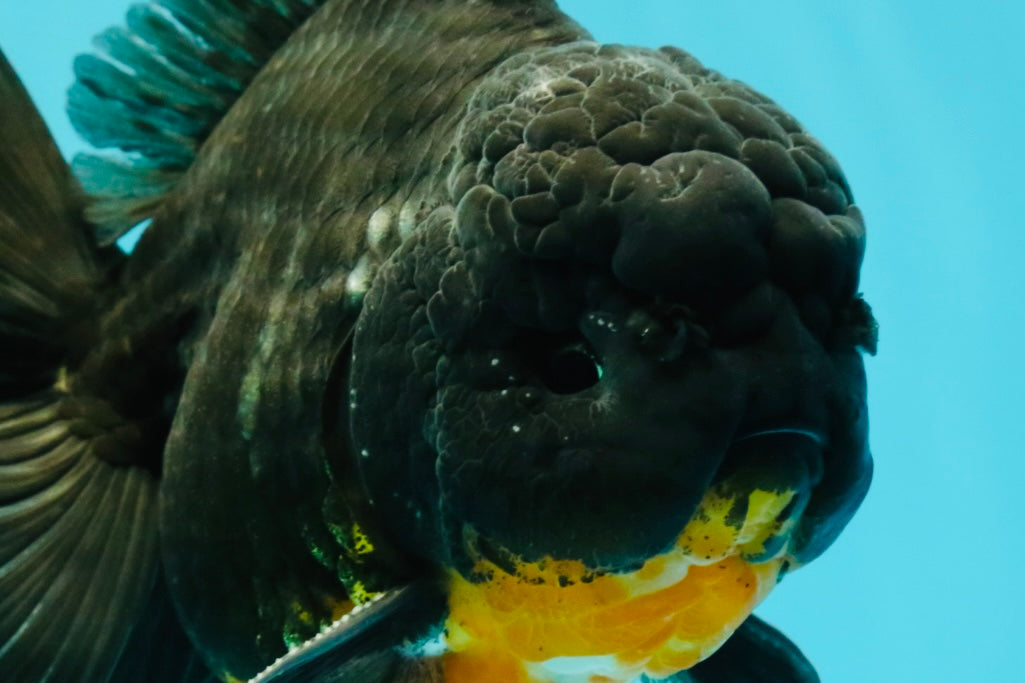 AAA Grade Kirin Oranda Male 6.5 inches #070626OR_14