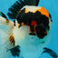 A Grade SPECIAL Tricolor Oranda Male 5.5 inches #062025OR_17