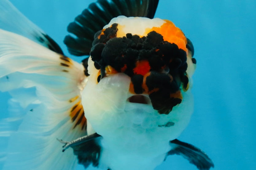 A Grade SPECIAL Tricolor Oranda Male 5.5 inches #062025OR_17