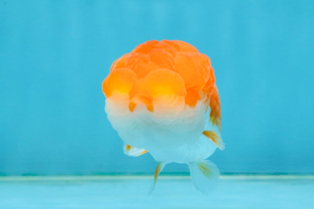 Red White Lionchu Female 4 inches #121225LC_11