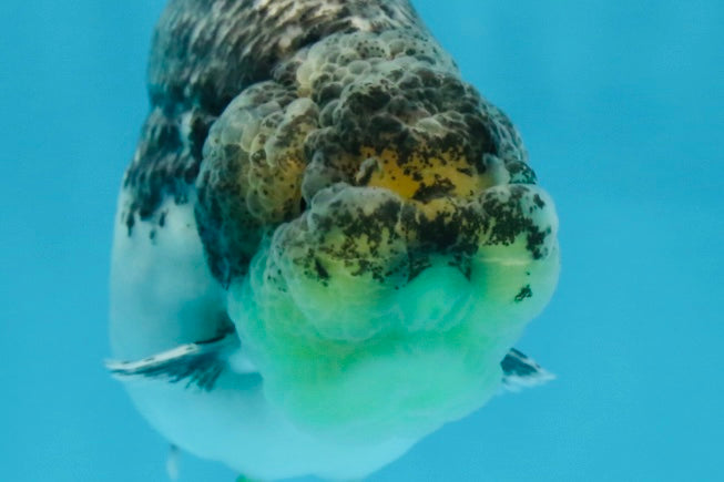 A Grade Beautiful Kirin Female LionQueen 4 inches #060625LC_03