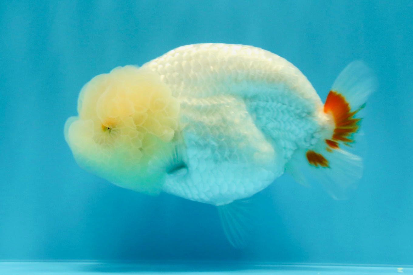 A Grade Dragon Head White LionQueen 4.5 inches #022726LC_24