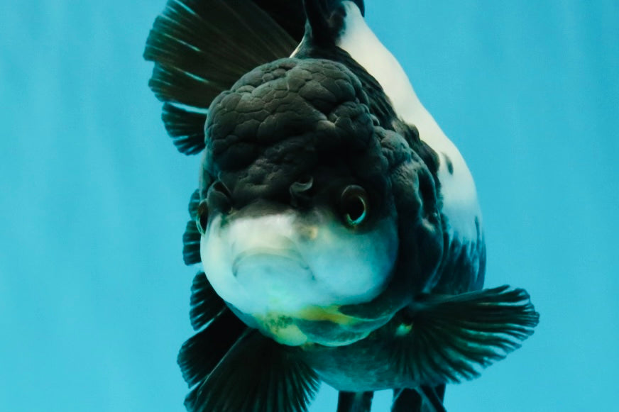 ROYAL A Grade Panda Oranda Female 5.5-6 inches #031326OR_24