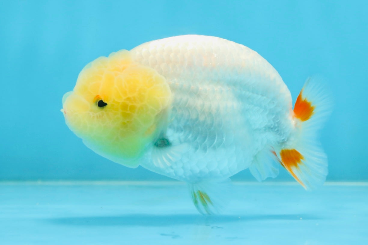 AAA Grade Young Red White LionQueen 4 inches #101025LC_11