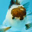 Panda Oranda Male 5-5.5 inches #112125OR_21