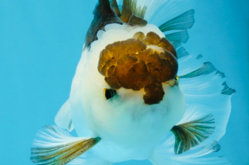 Panda Oranda Male 5-5.5 inches #112125OR_21