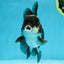 A Grade Adorable Panda Oranda Female 5-5.5 inches #010325OR_06