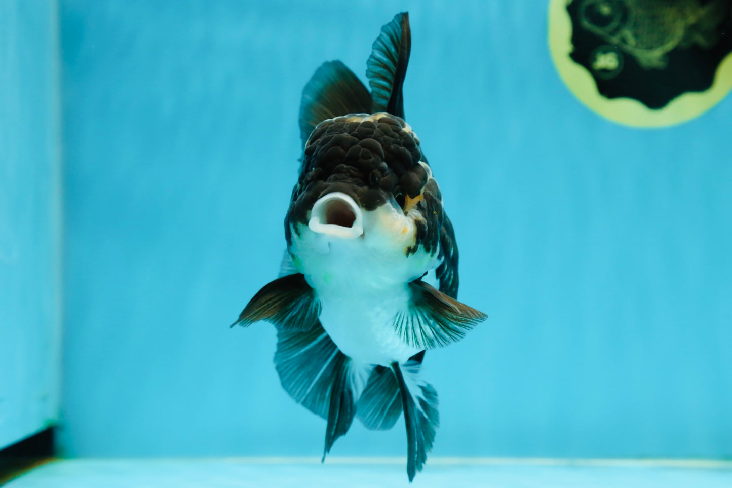 A Grade Adorable Panda Oranda Female 5-5.5 inches #010325OR_06