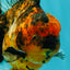 AAA Grade Tiger Oranda Male 6-6.5  inches #071026OR_36