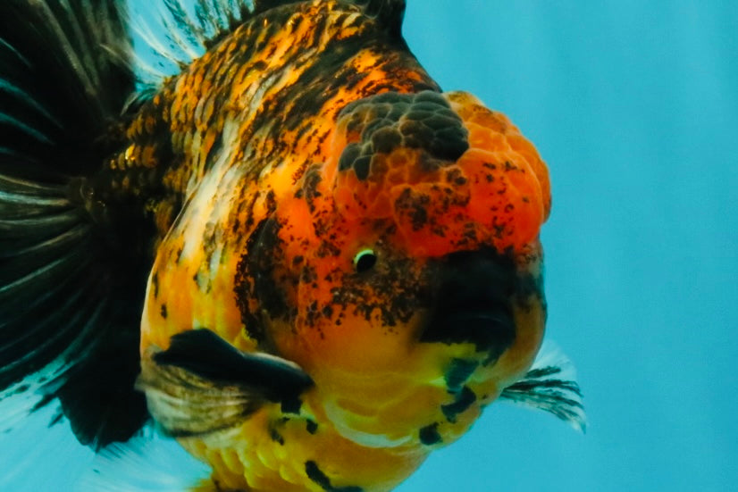 AAA Grade Tiger Oranda Male 6-6.5  inches #071026OR_36