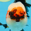 AAA Grade CHUBBY CHEEK Tricolor Oranda Male 5.5  inches #082225OR_12