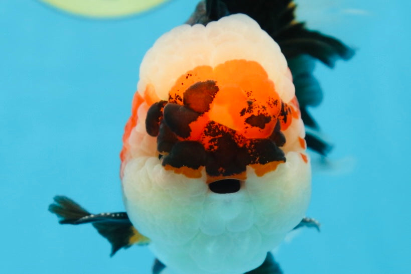 AAA Grade CHUBBY CHEEK Tricolor Oranda Male 5.5  inches #082225OR_12