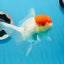 A Grade Red Cap Oranda Female 4.5 inches #0830OR_10