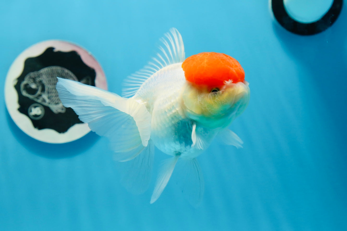 Oranda hembra de gorra roja de grado A, 4,5 pulgadas, n.º 0830OR_10