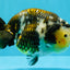 A Grade Ink Chinese Ranchu Male 5.5 inches #022026RC_19