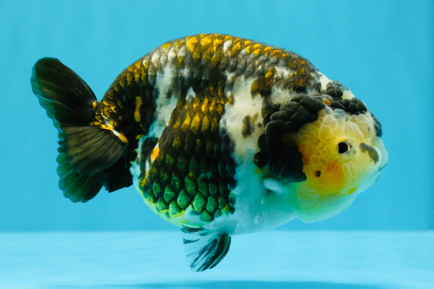 A Grade Ink Chinese Ranchu Male 5.5 inches #022026RC_19