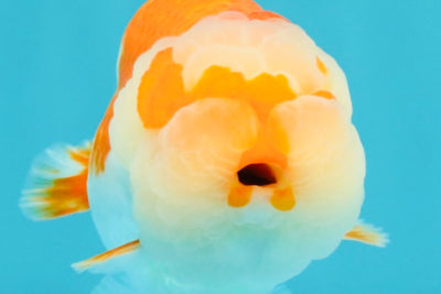 BIG WEN AAA Grade Red White LionQueen 4-4.5 inches #031326LC_06