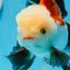 AAA Grade Tricolor Oranda Male 5.5 inches #0830OR_13