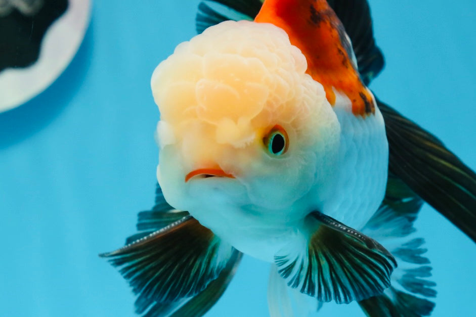 AAA Grade Tricolor Oranda Male 5.5 inches #0830OR_13