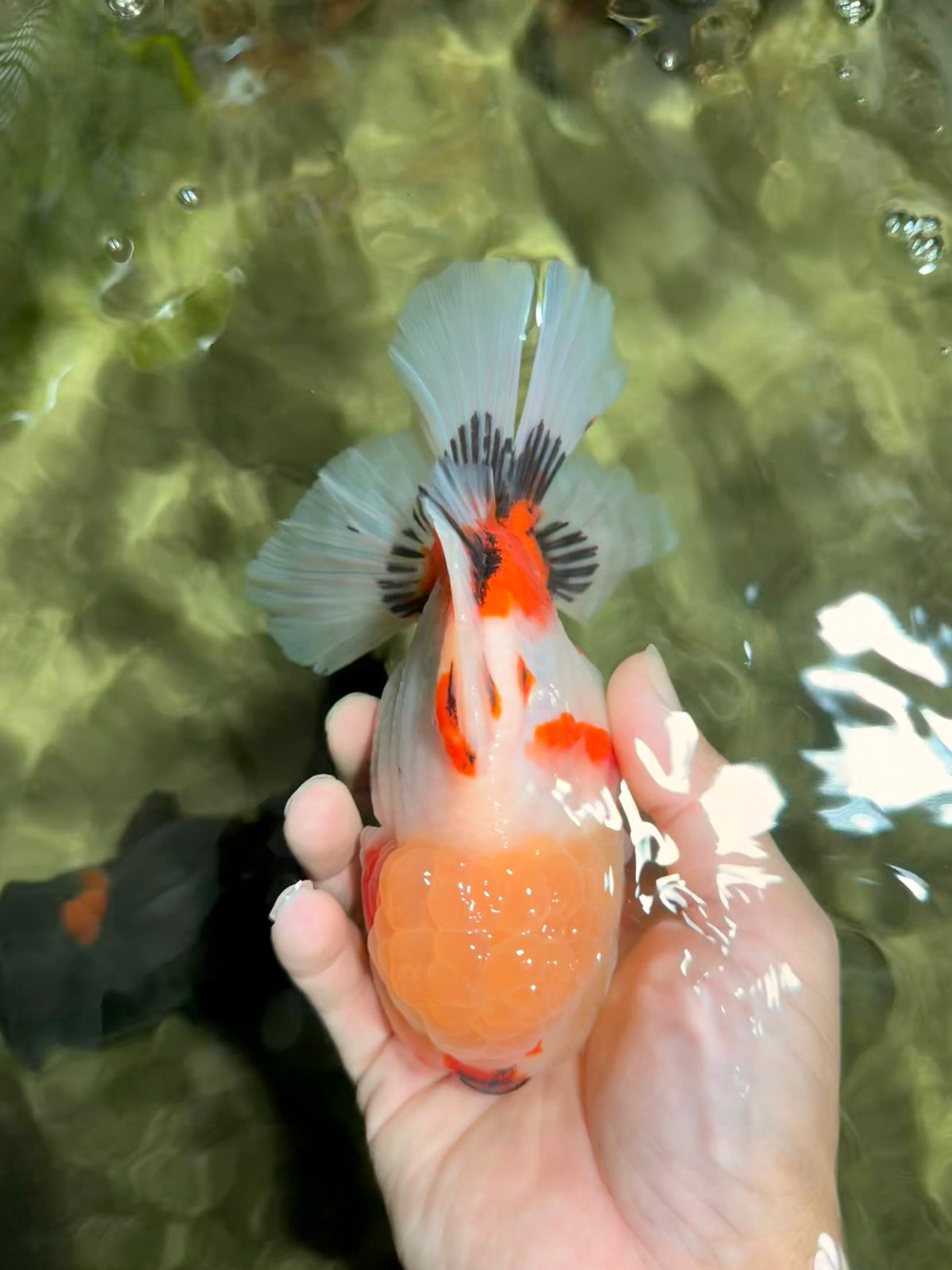 CHUNKY AAA Grade Sakaru Oranda Male 6 inches #092526OR_03