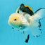 AAA Grade Panda Button Eyes Oranda Female 6 inches #120624OR_09