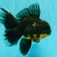 AAA Grade Long Fin Kirin Oranda Male 5.5-6 inches #062626OR_23