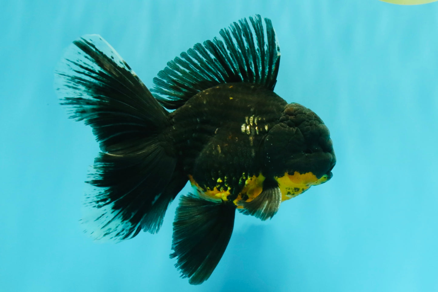 AAA Grade Long Fin Kirin Oranda Male 5.5-6 inches #062626OR_23