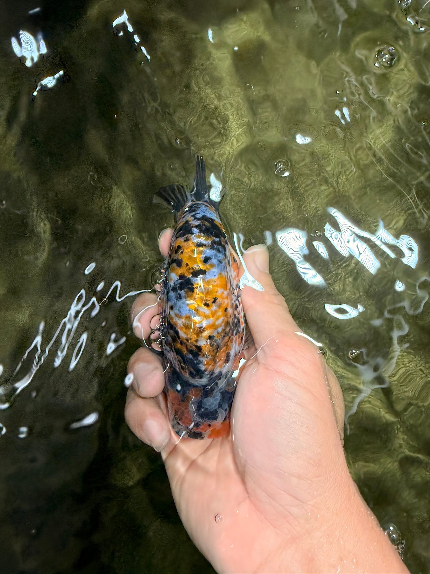 AAA Grade Special Tricolor Tiger Ranchu Male 4.5-5 inches #062626RC_08