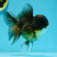 A Grade Chicken Tricolor Oranda Male 5 inches #112924OR_18