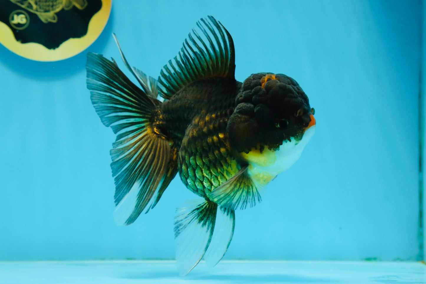 A Grade Chicken Tricolor Oranda Male 5 inches #112924OR_18