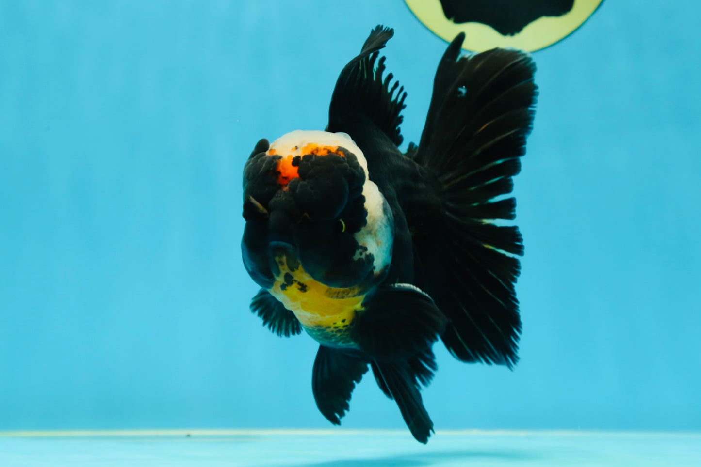 AAA Grade Tricolor Oranda Male 5 inches #050925OR_39