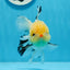 AAA Grade Lemonhead Tricolor Button Eyes Oranda Male 4.5-5 inches #0913OR_14