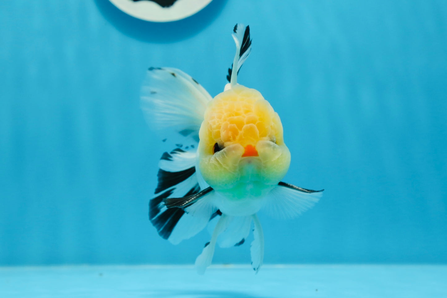 AAA Grade Lemonhead Tricolor Button Eyes Oranda Male 4.5-5 inches #0913OR_14