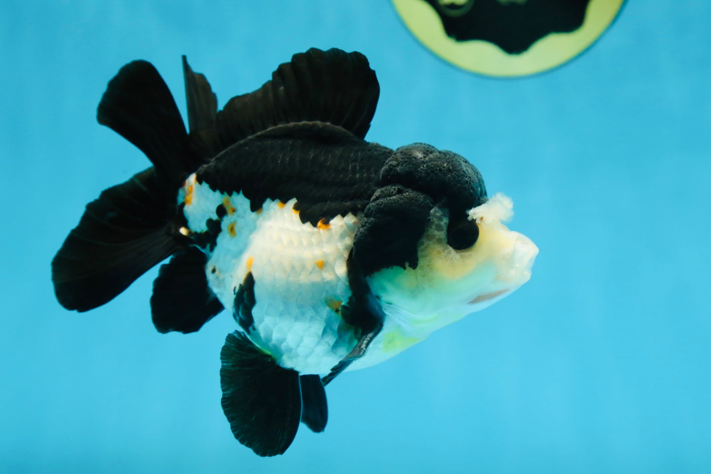 Chubby Pompom Panda Button Eyes Yuanbao Male 4.5 inches #071125YB_16