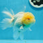 AAA Grade Lemonhead Oranda Male 4.5-5 inches #0927OR_25