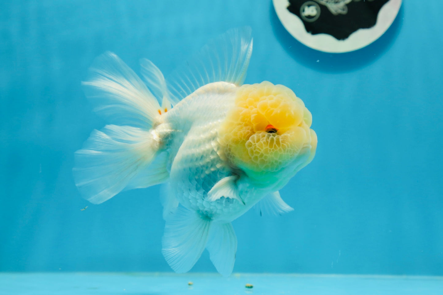 Oranda macho de cabeza de limón de grado AAA de 4,5 a 5 pulgadas n.º 0927OR_25