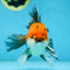 A Grade FANCY Tricolor Oranda Male 5.5 inches #082925OR_05