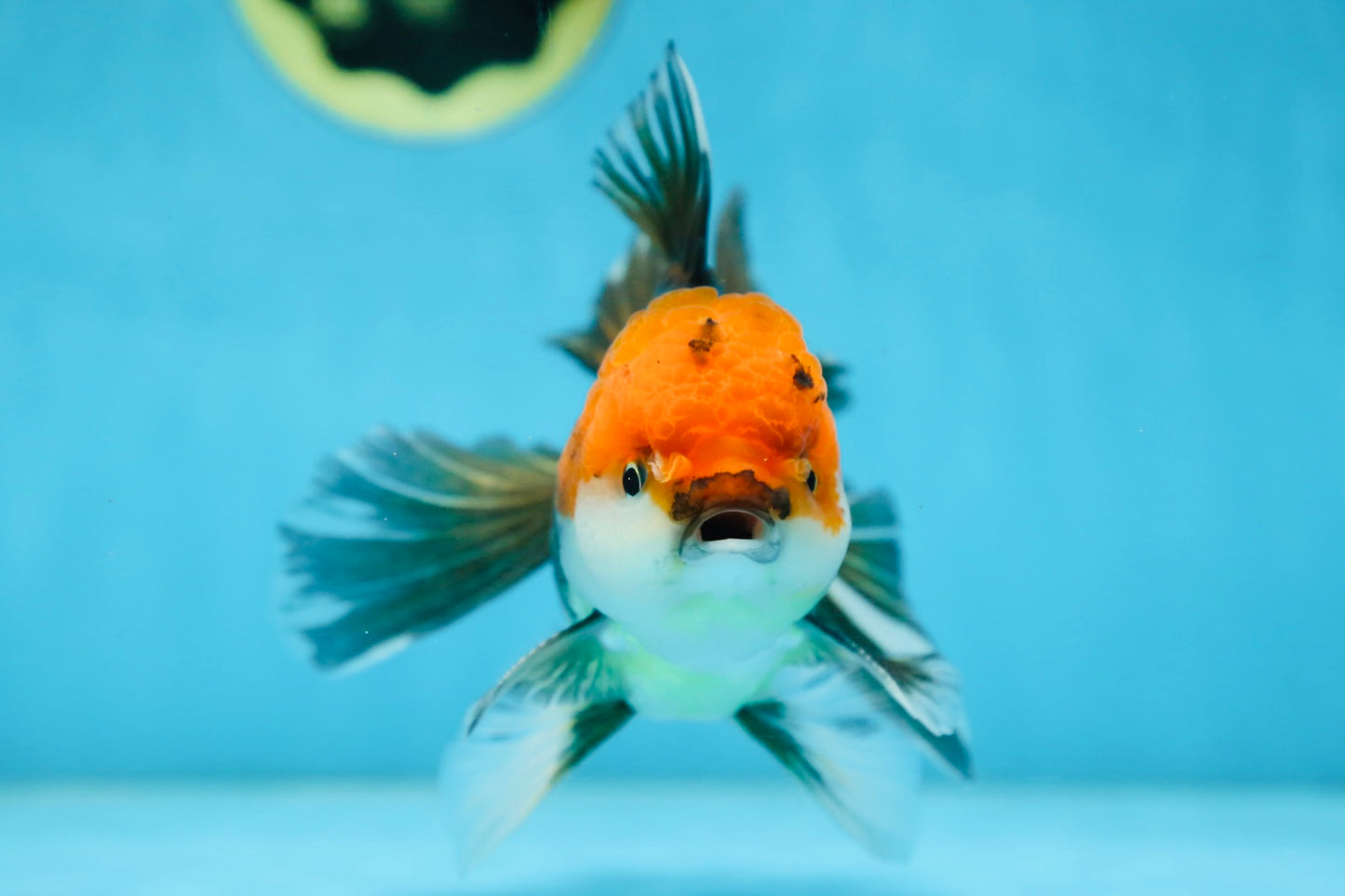 A Grade FANCY Tricolor Oranda Male 5.5 inches #082925OR_05