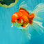 A Grade Red White Oranda Male 6.5 inches #090426OR_14