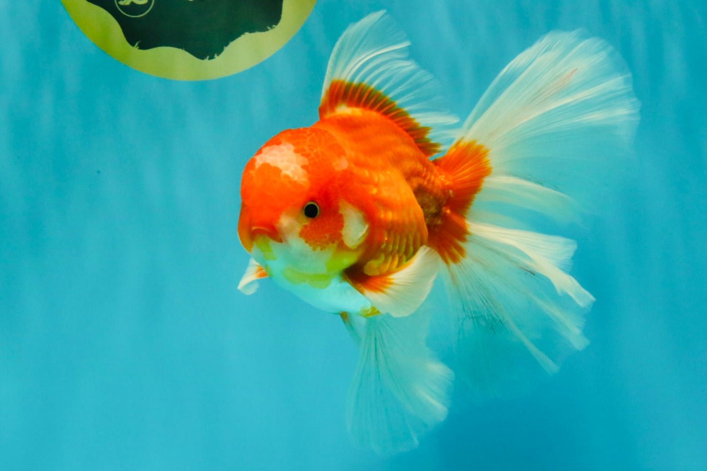 A Grade Red White Oranda Male 6.5 inches #090426OR_14