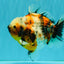 A Grade Calico Marble Yuanbao Female 6 inches #050126YB_15